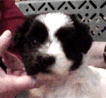 The face of Trouble